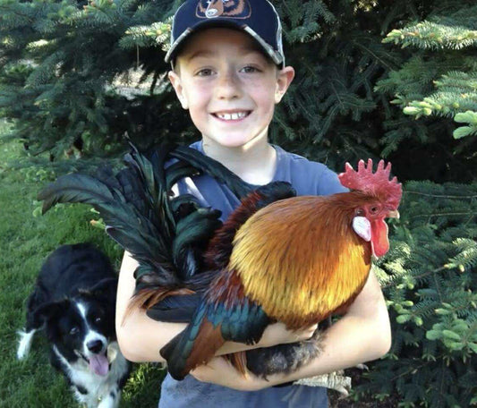 Why I Started Queen of Coops: From Rainbow Eggs to a Smarter Way to Hatch