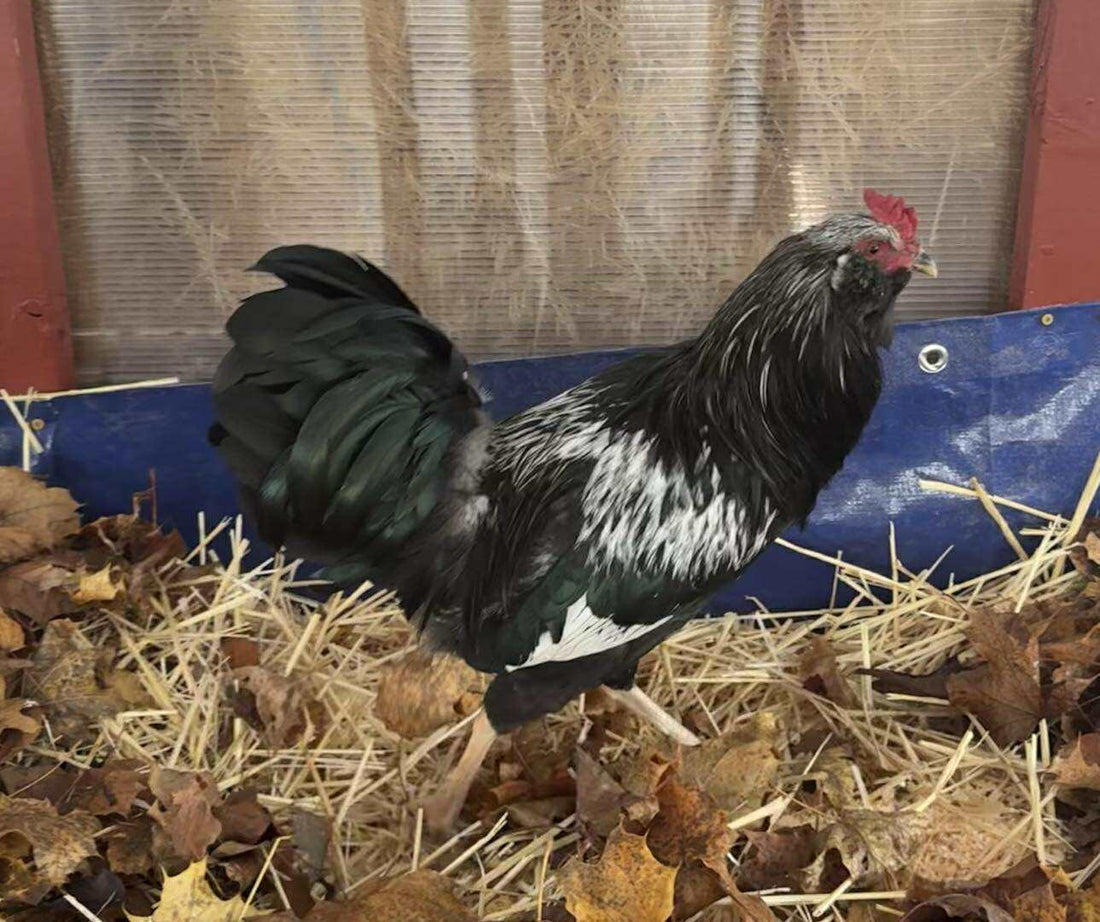 The Search for Silver