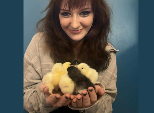 Chicken Breed, Hybrid, or Barnyard Mix? Clearing Up the Confusion