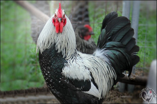 Understanding Silver: A Powerful Trait in Poultry Breeding