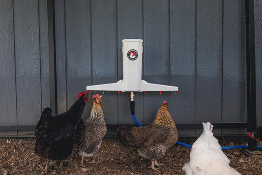 The Chicken Fountain®
